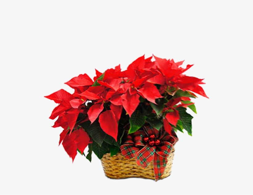Double Poinsettia - Poinsettia, transparent png #9632616