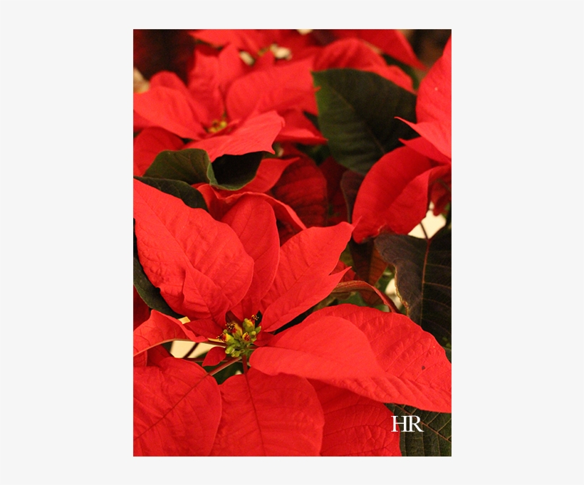 Poinsettias - Poinsettia, transparent png #9632622