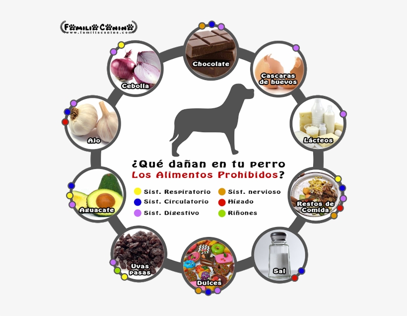 El Calambombo Hueso Grande De Res Es Recomendado Para - Rottweiler, transparent png #9633690