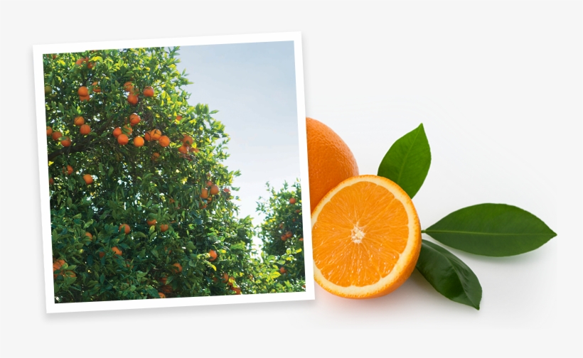 Simply Beverages Orange Grove - Rangpur, transparent png #9633844
