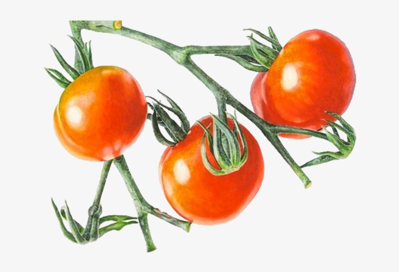 675 X 500 8 - Tomato On Vine Png, transparent png #9634924
