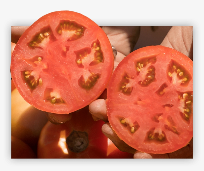 The Singh Family And Their Team Place Over A Million - Plum Tomato, transparent png #9634981