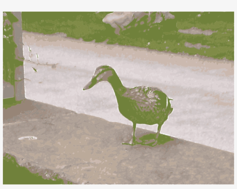 Duck Goose Mallard Cygnini Water Bird - Duck, transparent png #9635838