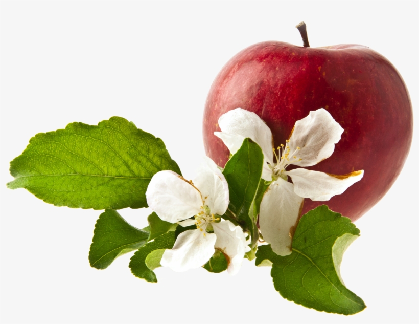 Apple Png Free Commercial Use Images - شکوفه سیب سرخ, transparent png #9639442