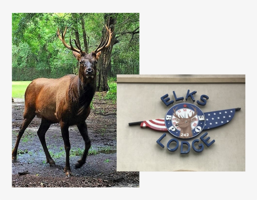 Clark The Elk - Elk, transparent png #9639749
