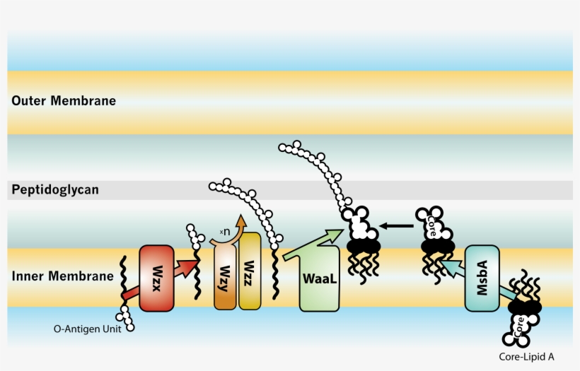 Open - Cartoon, transparent png #9640535