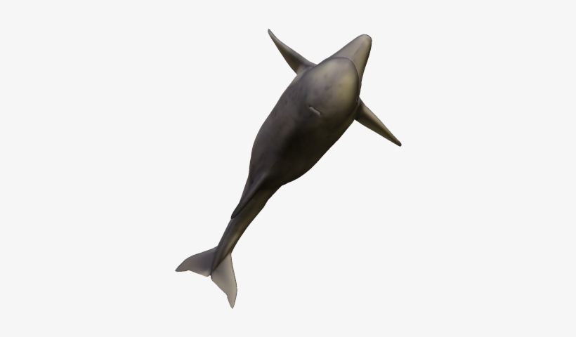 49k Dolphin06 Kpl - Wholphin, transparent png #9640936