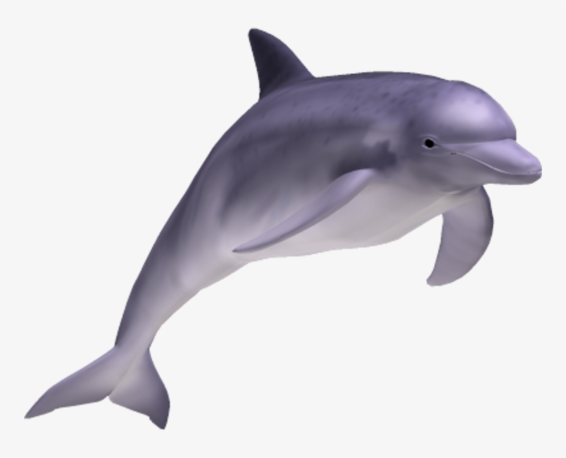 Spinner Dolphin Clipart Transparent Background - Realistic Clip Art Of A Dolphin, transparent png #9641007