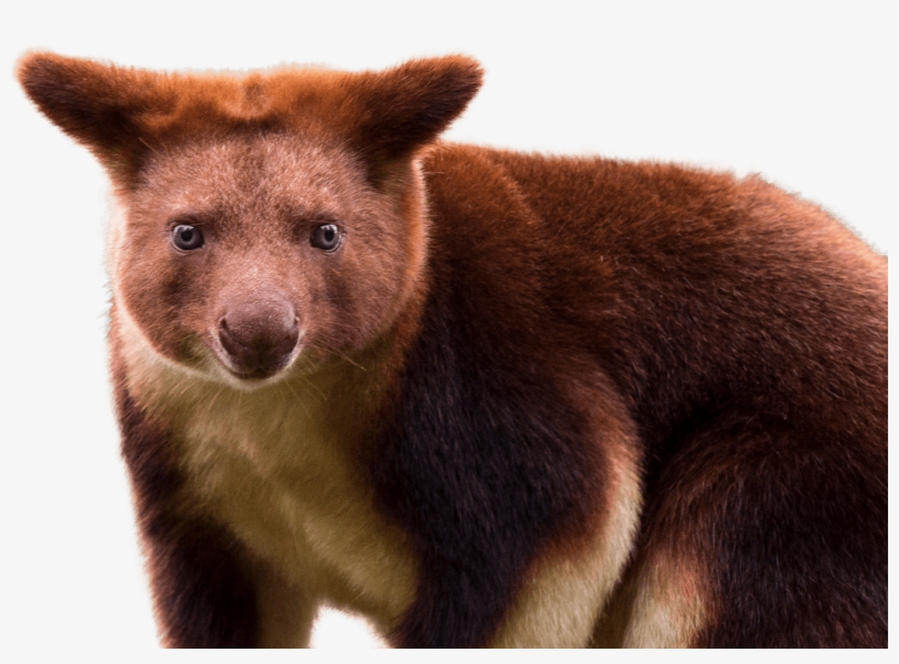 Goodfellow's Tree Kangaroo - Kangaroo That Looks Like A Bear, transparent png #9641314