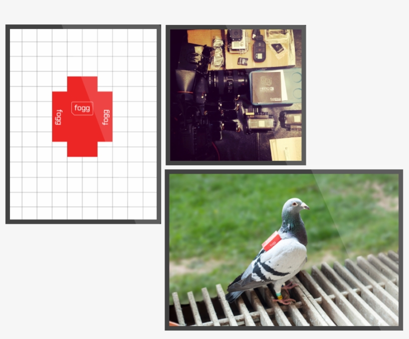 Foggtweetpics - Magpie, transparent png #9644791