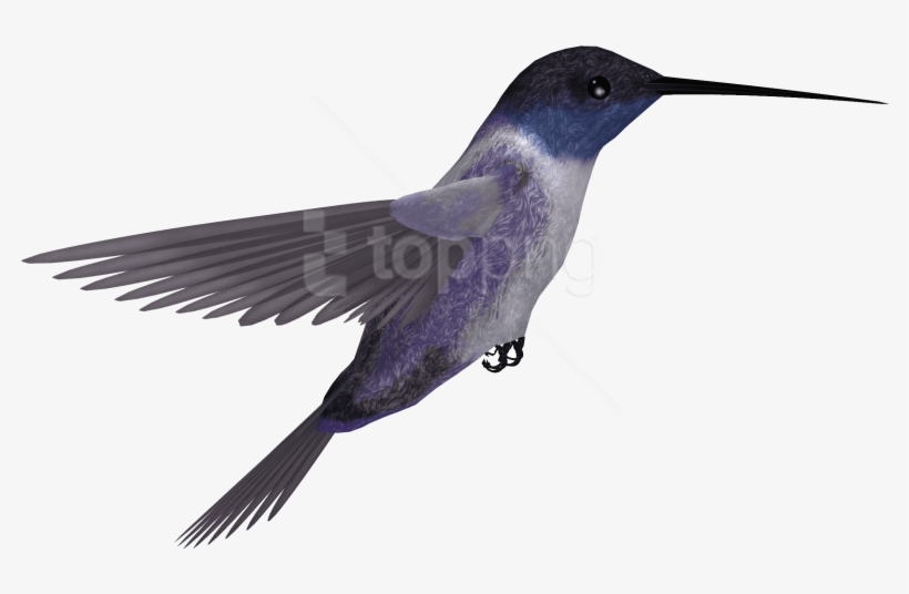 Download Hummingbird Png Images Background - Rufous Hummingbird, transparent png #9645095