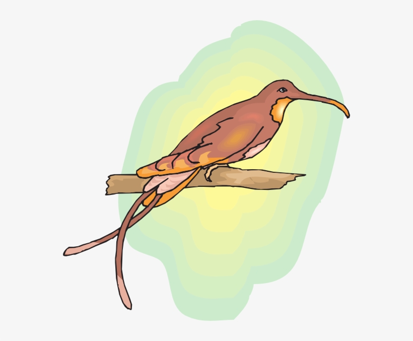 How To Set Use Brown Hummingbird Perched Svg Vector, transparent png #9645359