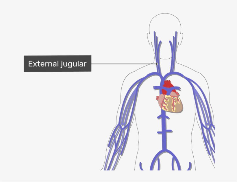 Labelled Image Of The External Jugular Vein With The - Subclavian Ven, transparent png #9646834