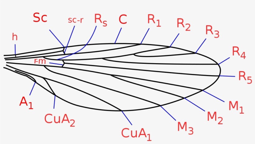 Phlebotominae Wing Veins - Dieta Nematocera Wing Venation, transparent png #9646843
