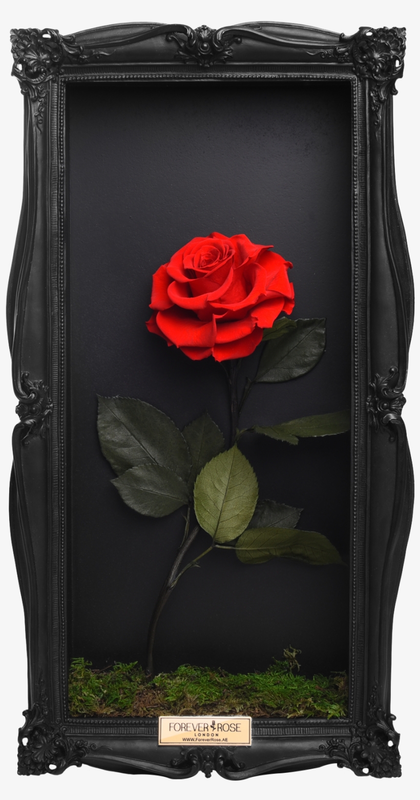 Wall Frame - Floribunda, transparent png #9647269