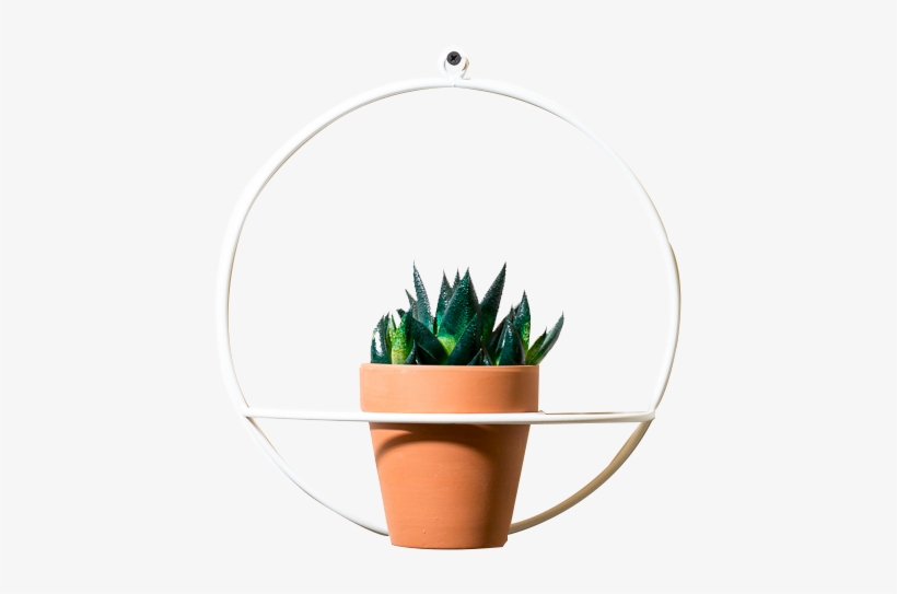 Circle Wall Planter - Flowerpot, transparent png #9648280