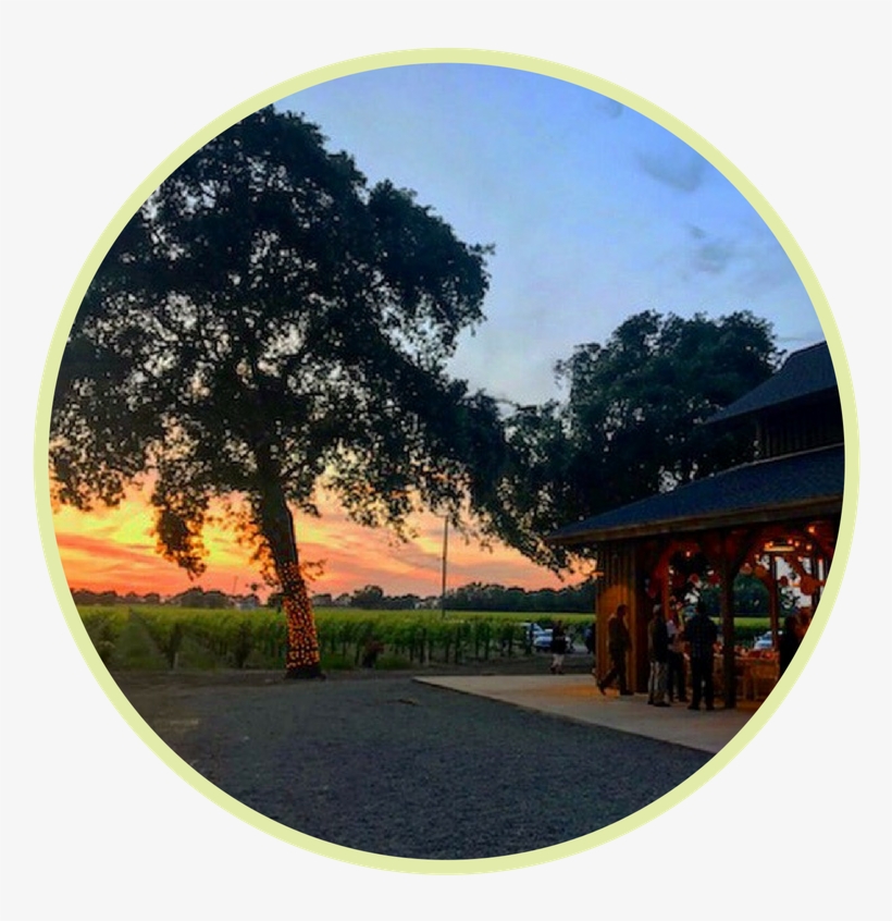 Evening Event Barn Experience - Tree, transparent png #9648634