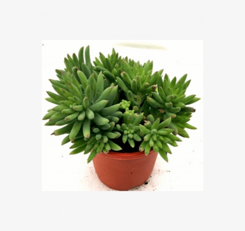 Flowerpot, transparent png #9648718