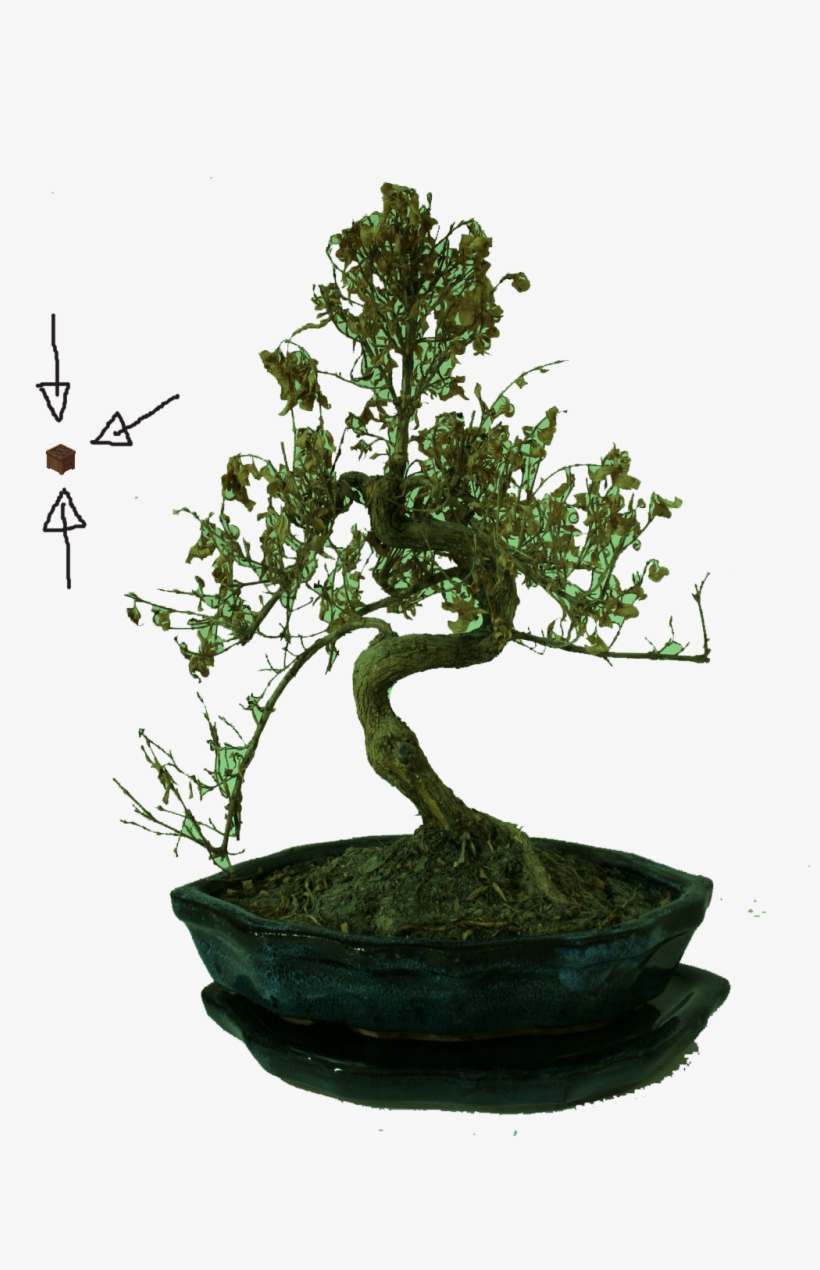 2q010mr - Sageretia Theezans, transparent png #9649250