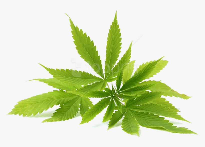 Free Png Download Cannabis Clipart Png Photo Png Images, transparent png #9649254