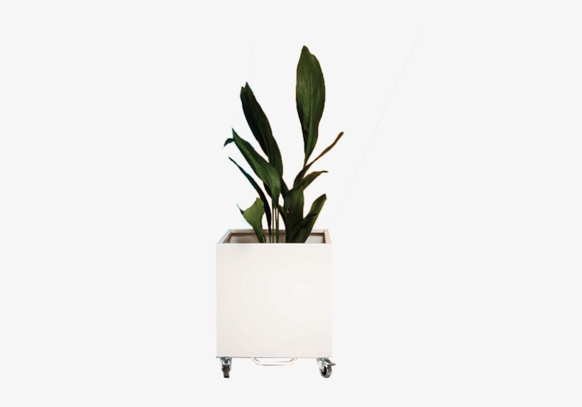 Web Cubic Planter - Houseplant, transparent png #9649372
