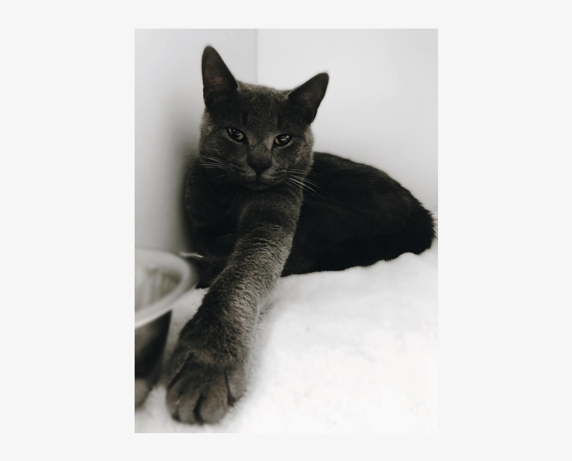 870 X 580 2 - Domestic Short-haired Cat, transparent png #9649460