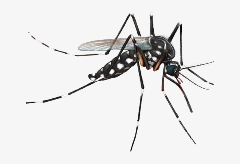 Diferença Entre Culex E Aedes, transparent png #9651487