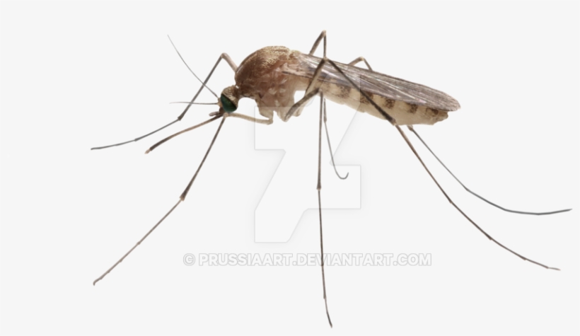 Transparent Mosquito - Mosquito Picture Without Background, transparent png #9651578