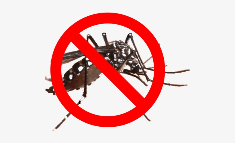 Mosquito Barrier Spray - Aedes Aegypti, transparent png #9651685