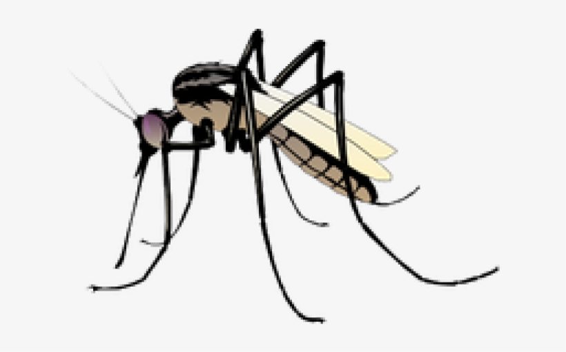 Mosquito Clipart, transparent png #9651731