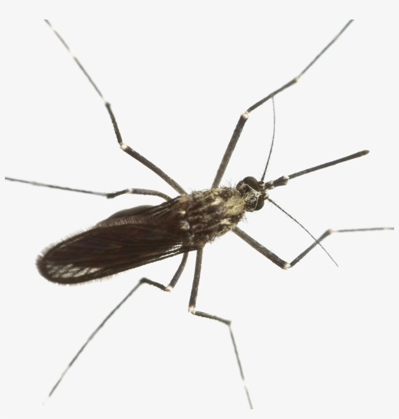 Mosquito Download Png Image - Mosquitoes, transparent png #9651812