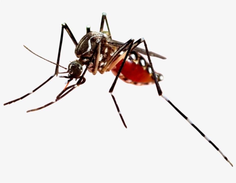 Graphic Black And White Download Jefferson County Pool - Zanzara Killer, transparent png #9651853