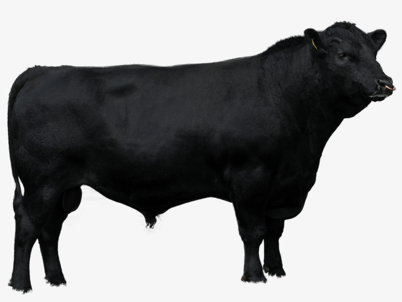 Beef Sires - Dairy Cow, transparent png #9654368