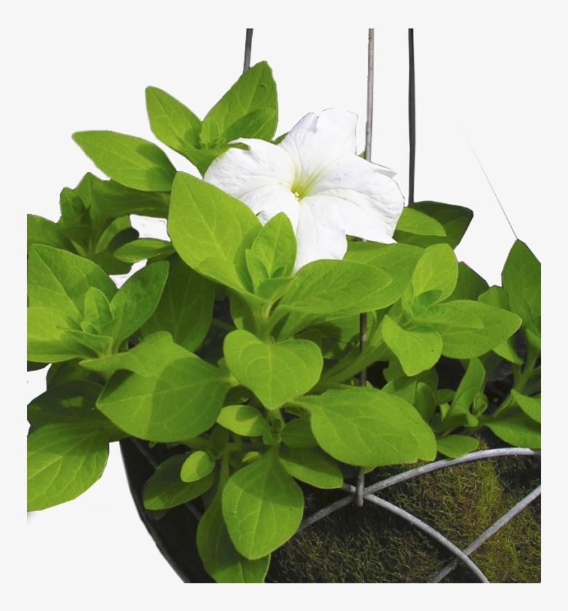 Reusable Hanging Basket - Jasmine, transparent png #9656923
