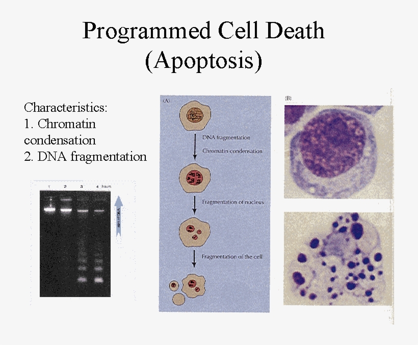 Programmed Cell Death Caused By Cannabinoids - Circle, transparent png #9657088