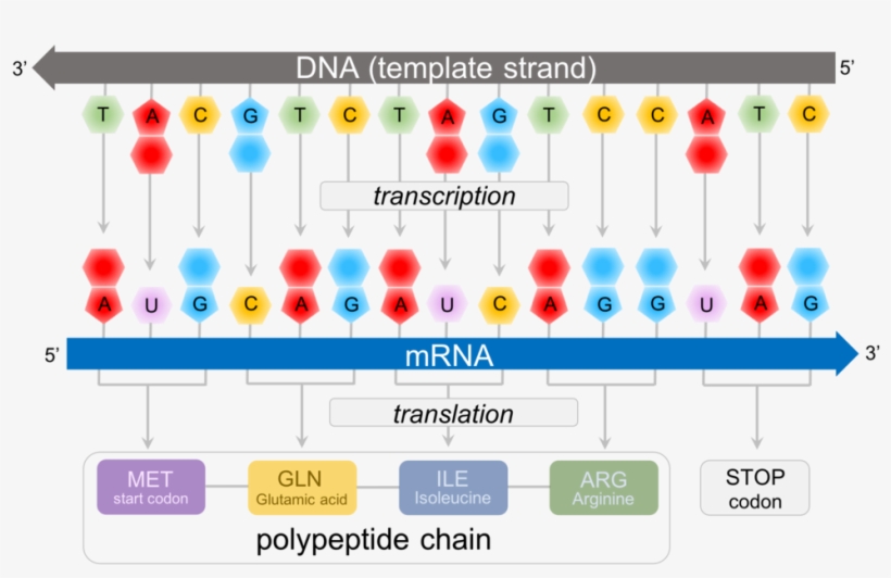 Predicting Polypeptide Chains From Dna - Mrna Strand, transparent png #9657379