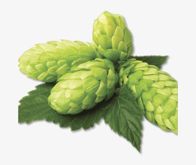 Image-hops - Hop Png, transparent png #9658362