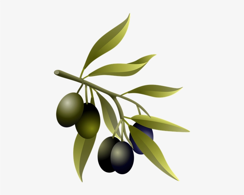 Olive Branch Stickers - Olive Tree Branch Real, transparent png #9659504