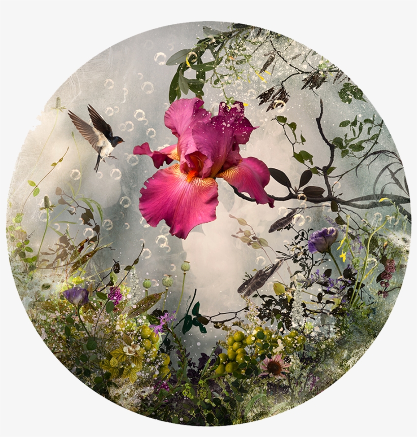 Arcadia, C Print, Plexi Face Mounted On Aluminum Panel, - Saatchiart, transparent png #9659575