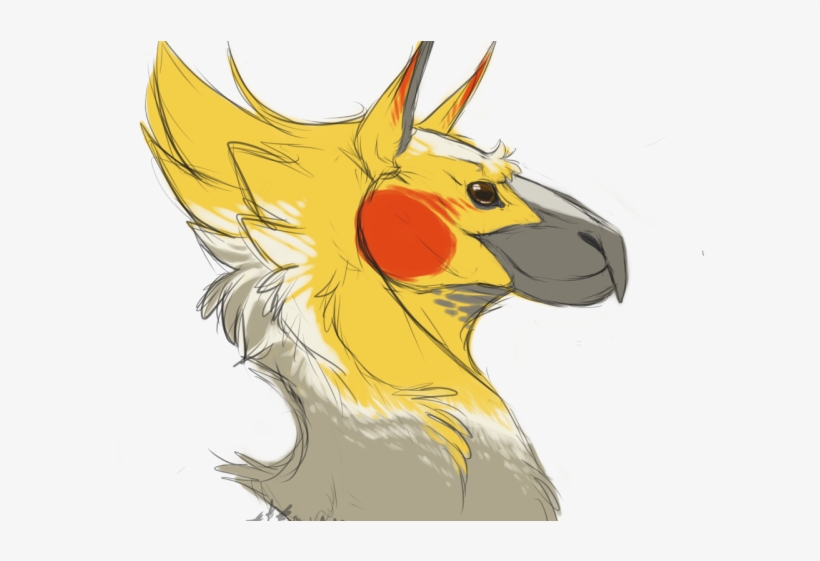 Cockatiel Clipart Chocobo - Cockatiels Drawings, transparent png #9662871