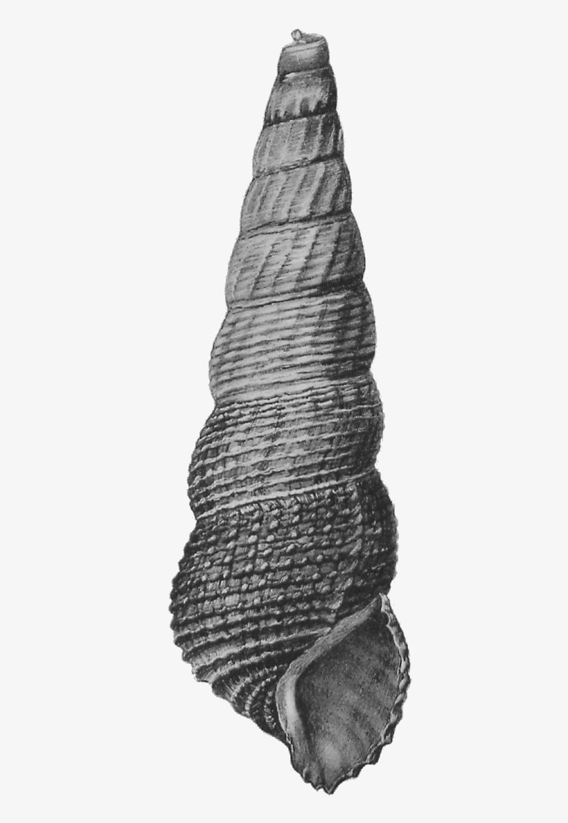 Tylomelania Mahalonensis Shell 2 - Monochrome, transparent png #9663723