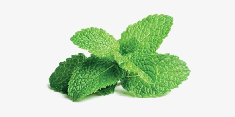 Mint Png Free File Download - Peppermint Plant, transparent png #9664765