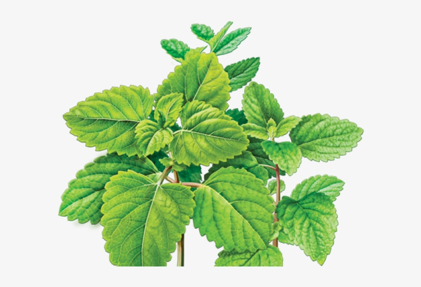 Drawn Mint Png - Lemon Balm Png, transparent png #9665407