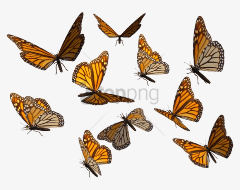 Free Png Monarch Butterfly Png Image With Transparent - Butterfly Swarm Transparent Background, transparent png #9668919