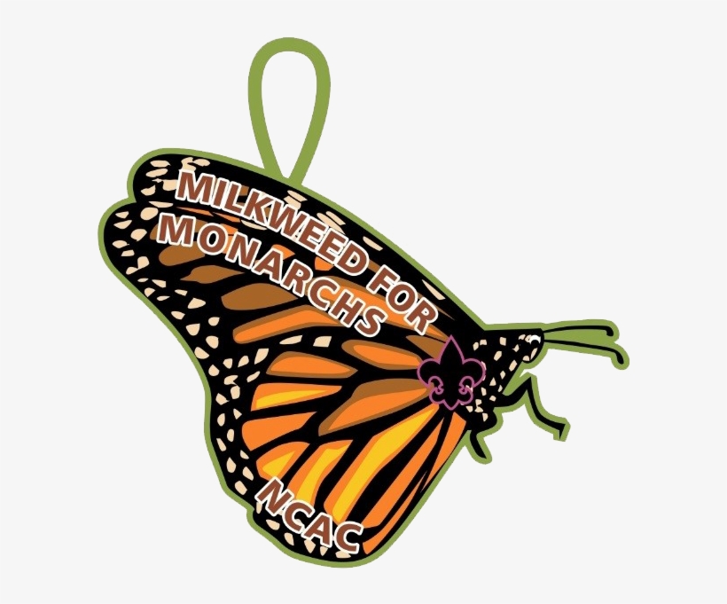Scouts Take Part In Monarch Butterfly Conservation - Monarch Butterfly, transparent png #9668969