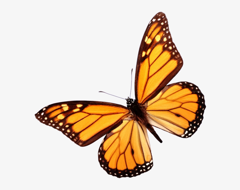 Contact Us - Monarch Butterfly White Background, transparent png #9669320