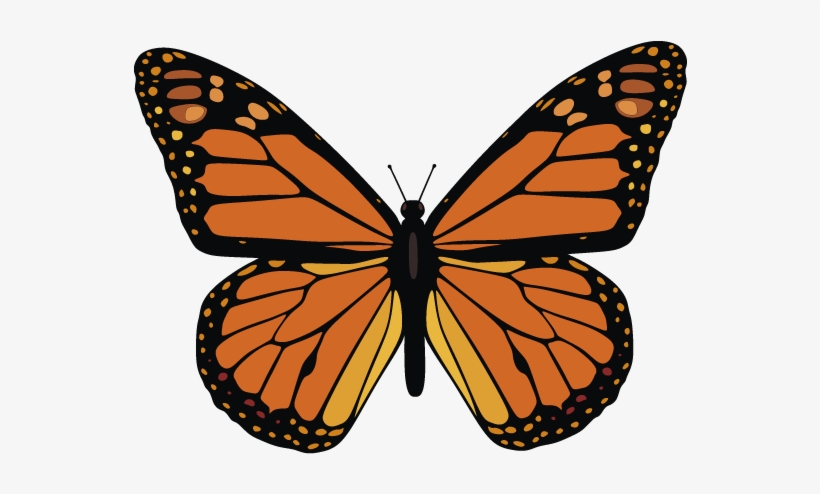 Monarch Butterfly Vector, transparent png #9669445