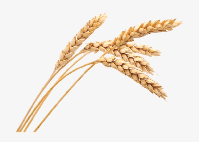 Download - Wheat Png, transparent png #9669769