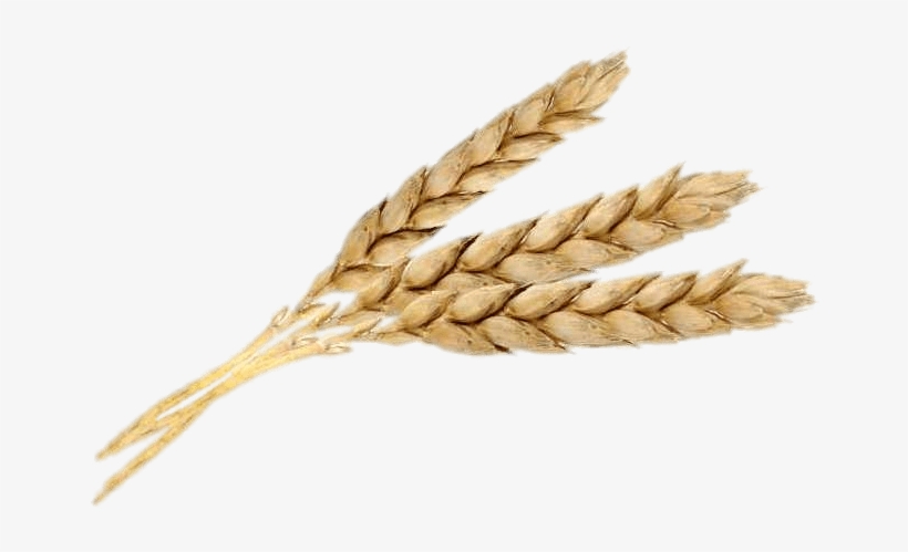 Download - Emmer, transparent png #9669798