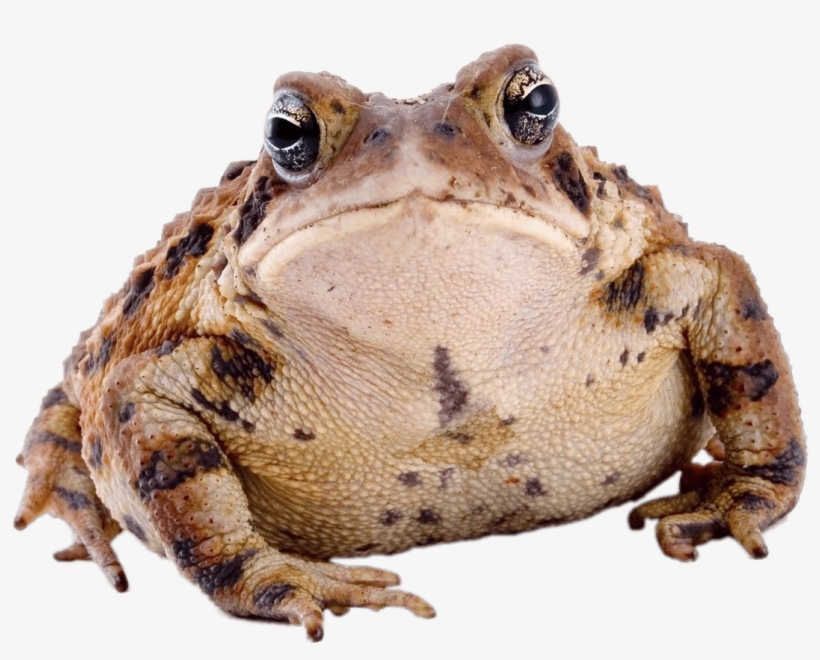 Toad Front View - Cute Toad, transparent png #9670086